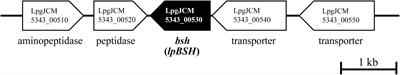 Bile Salt Hydrolase Degrades β-Lactam Antibiotics and Confers Antibiotic Resistance on Lactobacillus paragasseri